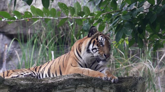 A tiger male, lying and calm looking around. 