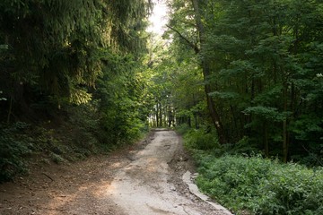 Magic trees and paths in the forest. Slovakia