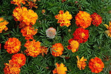 A beautiful bouquet of garden festive flowers.