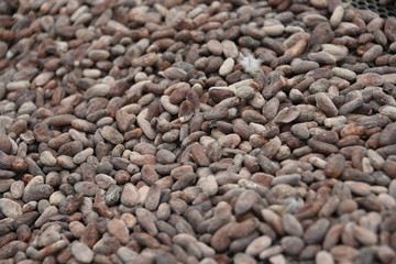 Cocoa beans
