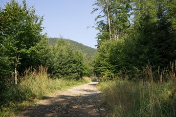 Fototapeta na wymiar Magic trees and paths in the forest. Slovakia