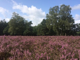 Heideblüte in der Lüneburger Heide