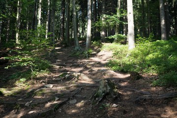 Magic trees and paths in the forest. Slovakia