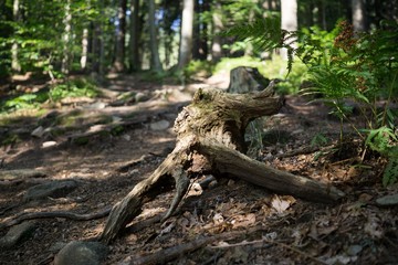 Magic trees and paths in the forest. Slovakia