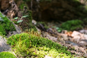 Moss. Slovakia