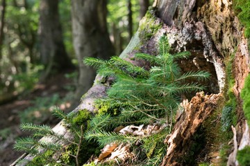 Magic trees and paths in the forest. Slovakia