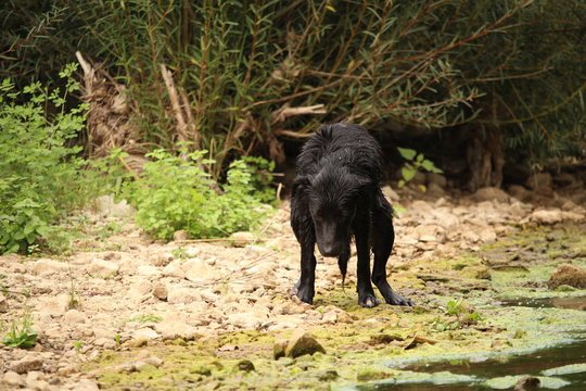 chien qu ifait caca