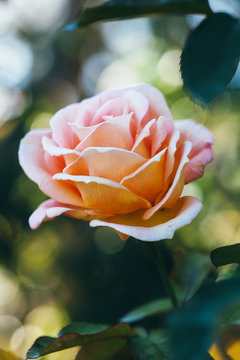 Vertical image of a pink rose