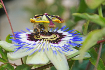 Passionsblume mit Biene - Passiflora caerulea