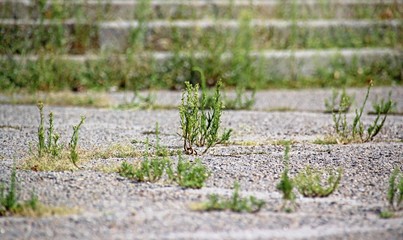 Plants growing through cracks in the asphalt.
