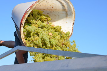 Vendangeur et sa hotte pleine