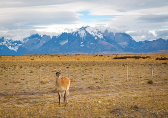 Guanaco and Torres del Paine