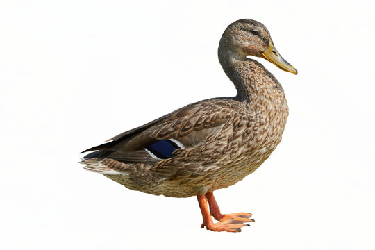 isolated duck on rock at lake