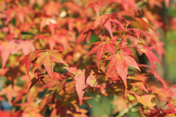 Natural background of Japanese maple leave close up in autumn season at Kyoto, Japan