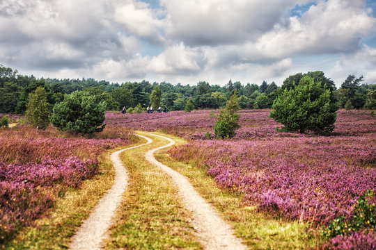 Path through L&uuml;neburg Heath, Cyclists