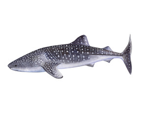Whale shark isolated on white background. Template. Watercolor. Illustration