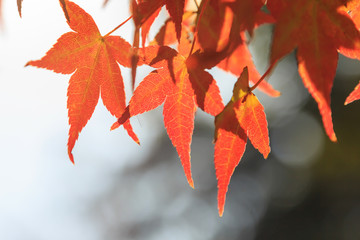 Natural background of Japanese maple leave close up in autumn season at Kyoto, Japan