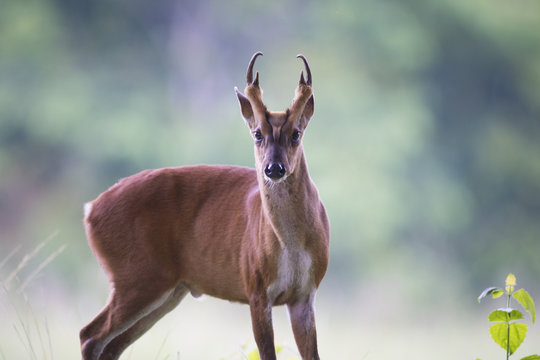 barking deer, wildlife in Khao Yai National Park, world heritage site