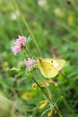 Butterfly on clover grass. 