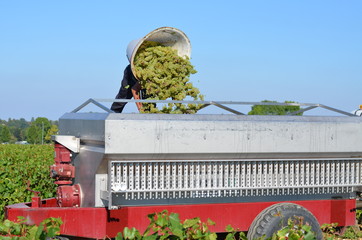 vendangeur d&eacute;chargeant sa hotte pleine