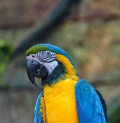 beautiful parrot in zoo