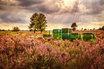 Beehives, Lüneburg Heath, Germany
