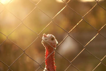 turkey in a cage on a farm