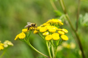 Honey bee on flower. Slovakia