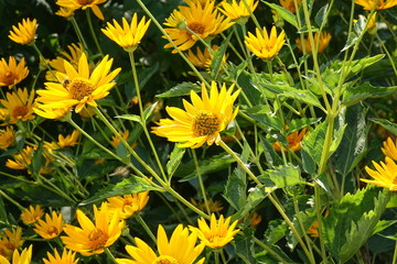 A beautiful bouquet of garden festive flowers.