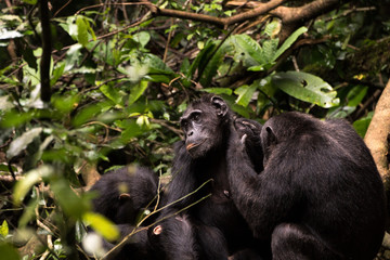 Schimpansen im Regenwald