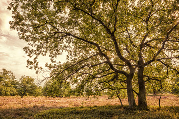 Fototapeta na wymiar Two oak trees, Lüneburg Heath, Germany