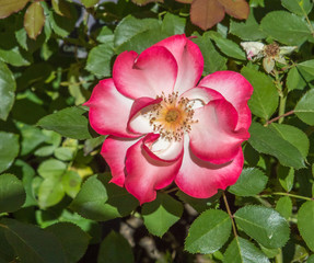 Rose -- red, pink and white colors -- in flower garden