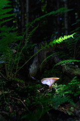 Fototapeta premium fungi