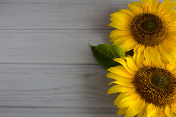 Yellow flowers on the grey wooden background 