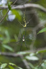 wild spider in tropical forest