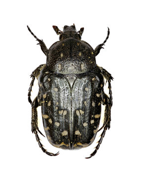 Mediterranean Spotted Chafer on white Background  -  Oxythyrea funesta  (Poda, 1761)