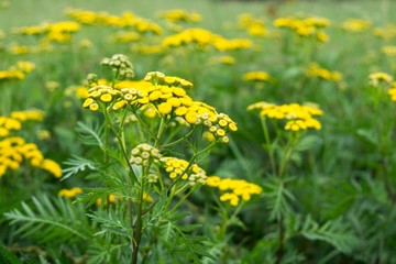 Fototapeta premium Yellow flower in nature. Slovakia