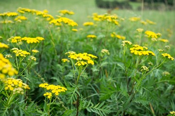 Obraz premium Yellow flower in nature. Slovakia