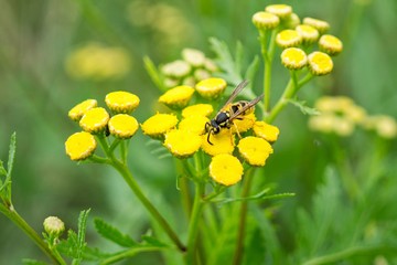 Wasp on the flower. Slovakia