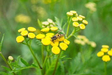 Wasp on the flower. Slovakia