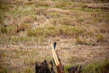Eisvogel (Halcyon smyrnensis) sitzt auf einem Ast