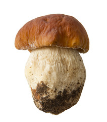 boletus