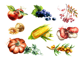 Big Autumn harvest set. Watercolor hand-drawn illustration