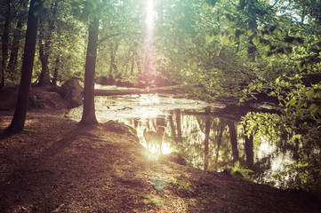 Fototapete bei efototapeten.de bestellen   