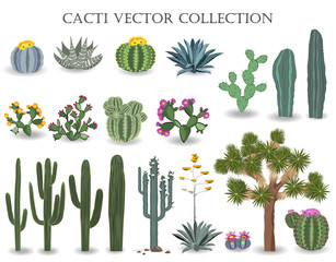 Cacti vector collection. Saguaro, agave, joshua tree, and prickly pear. © Toltemara