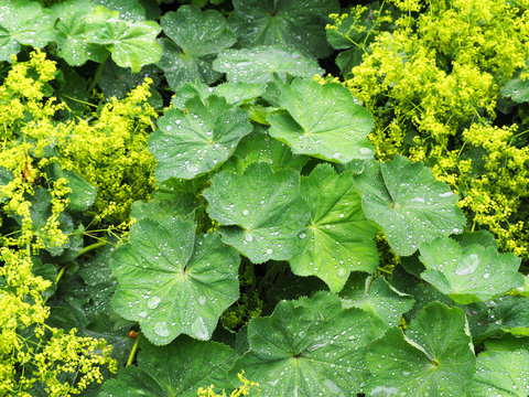 Alchemilla vulgaris, lady's mantle, herbaceous perennial plant. Green background. Leaves with a wavy edge covered with droplets of dew. Yellow-green flowers are collected in inflorescences umbrellas
