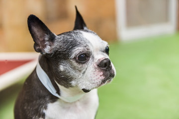 Closeup portrait of boston terrier dog looking