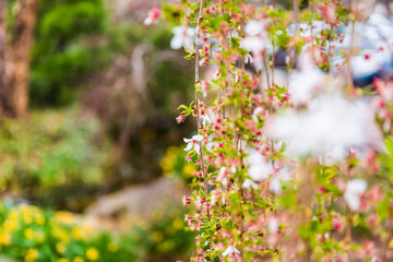 Hanging white cherry blossoms on tree vine macro closeup