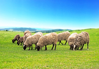 Obraz premium Sheep grazing, colorful pastures. Flock of sheep of Romanov breed is grazed high in the mountains on a green meadow among the panorama of wild forests, fields and sea