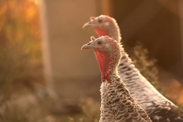 two turkeys on a farm